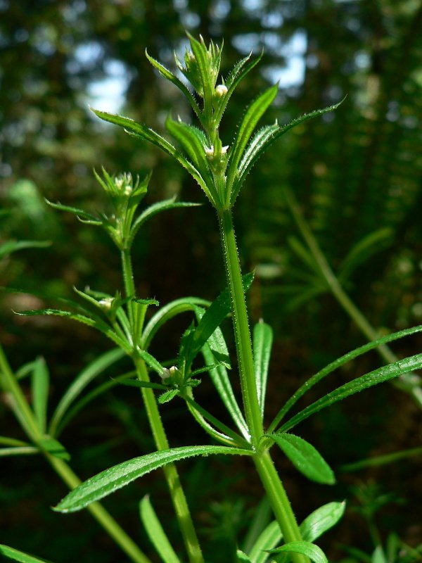 Galium aparine подмаренник цепкий