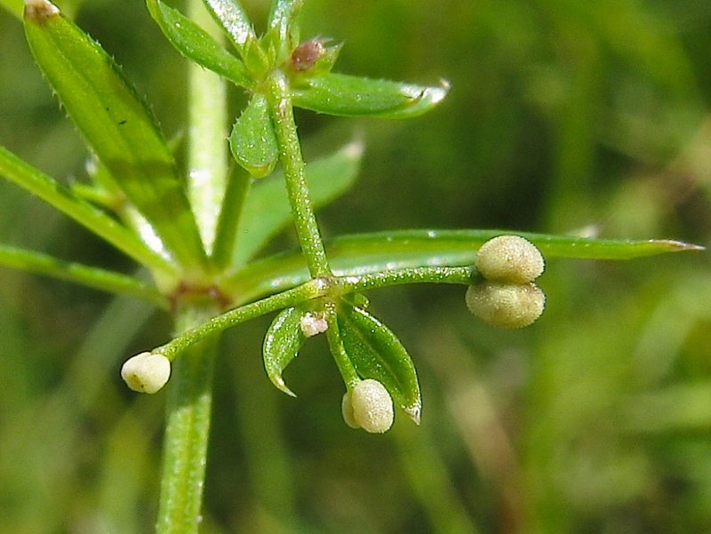 Подмаренник мягкий Galium mollugo