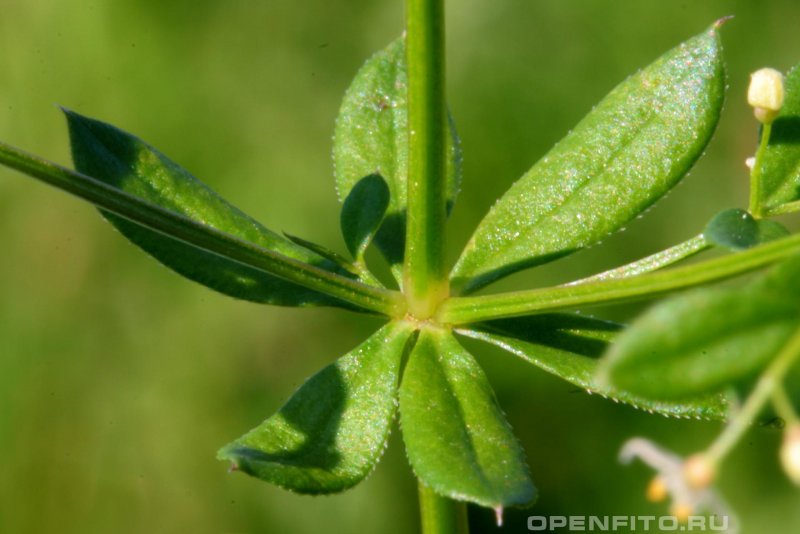 Подмаренник цепкий (Galium aparine l.)