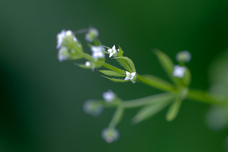 Galium mollugo