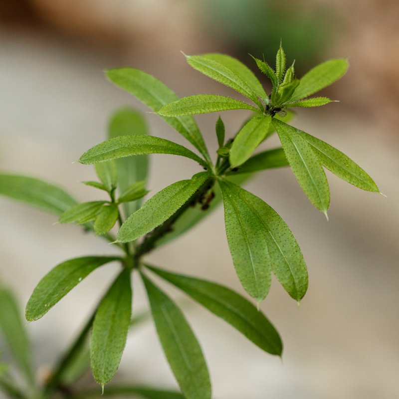 Подмаренник цепкий (Galium aparine l.)