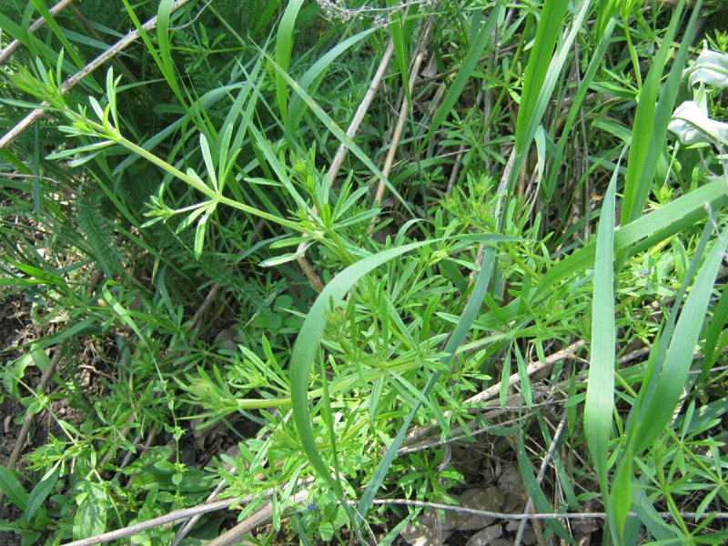 Galium mollugo