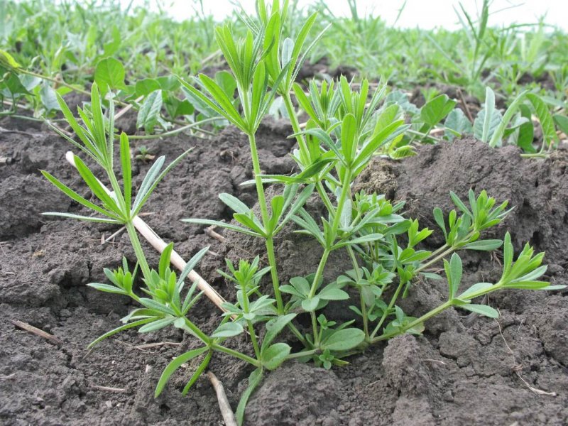 Galium aparine