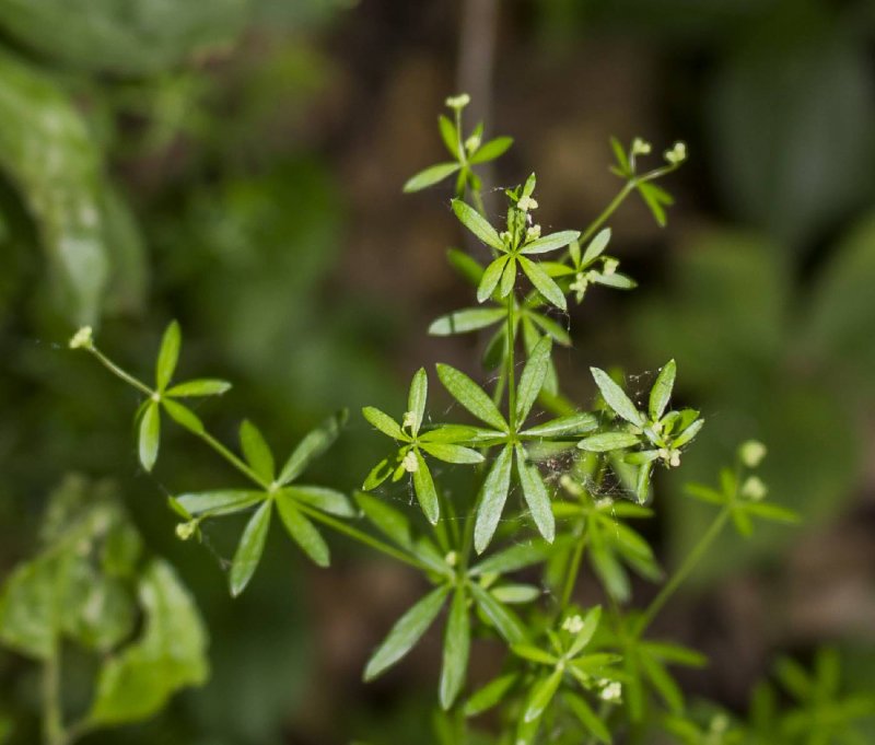 Galium Кавказа