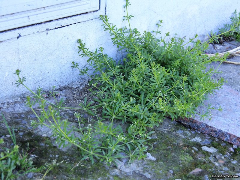 Подмаренник мягкий Galium mollugo