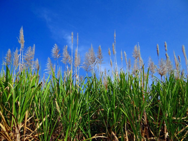 Тростник обыкновенный phragmites Australis