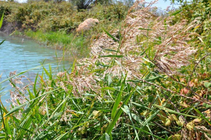 Тростник обыкновенный phragmites Australis
