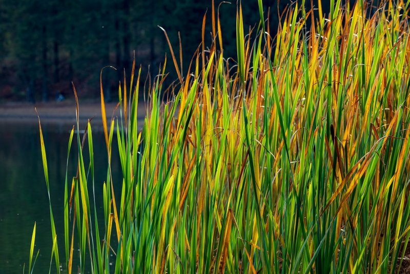Тростник обыкновенный phragmites Australis