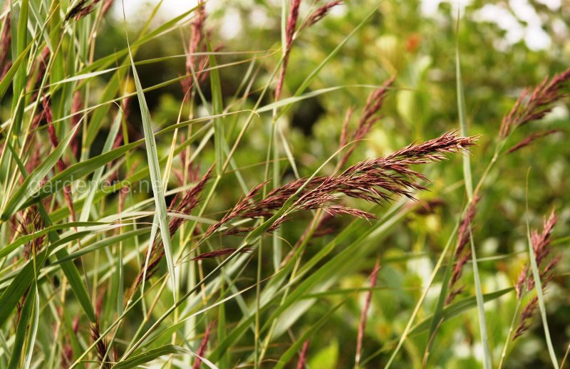 Тростник Южный phragmites Australis