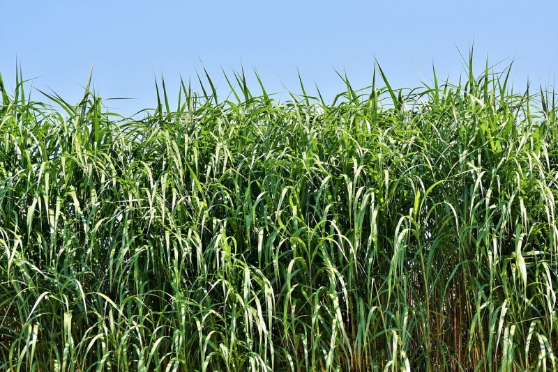 Тростник (phragmites communis)