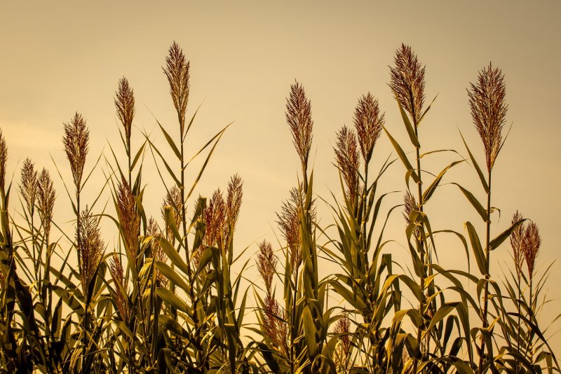 Тростник Южный phragmites Australis