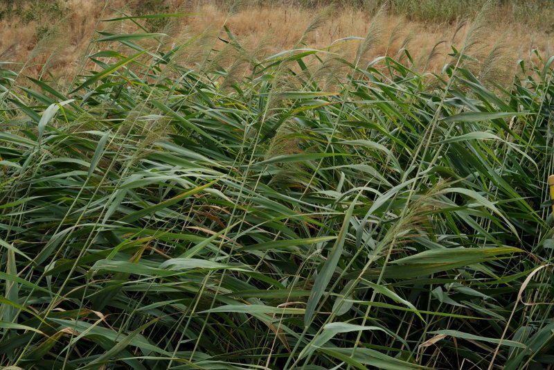 Тростник Южный phragmites Australis