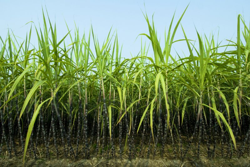 Тростник phragmites Australis