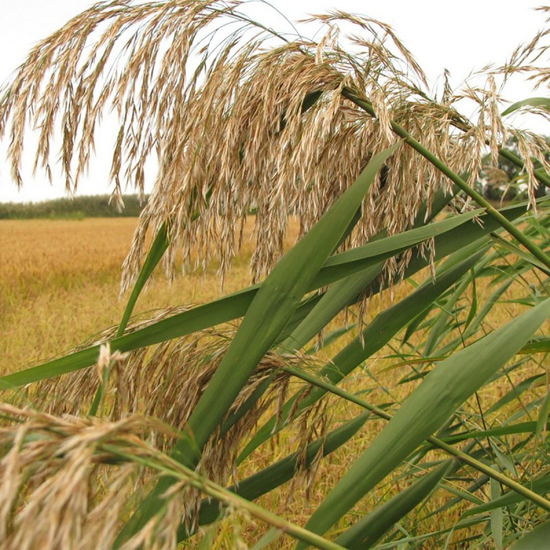 Тростник обыкновенный phragmites Australis