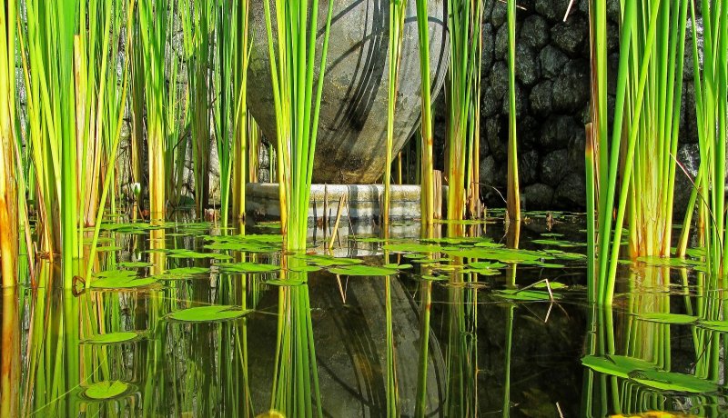 Камыша Arundo Donax