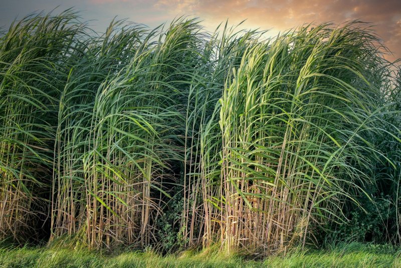 Тростник phragmites Australis