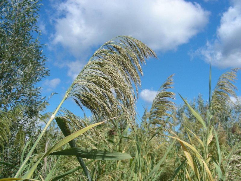 Тростник Южный phragmites Australis