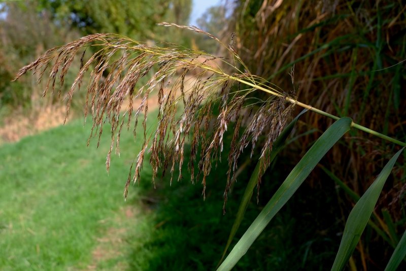Тростник Южный phragmites Australis