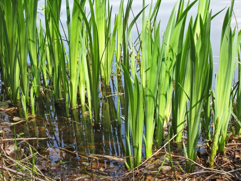Тростник обыкновенный phragmites Australis