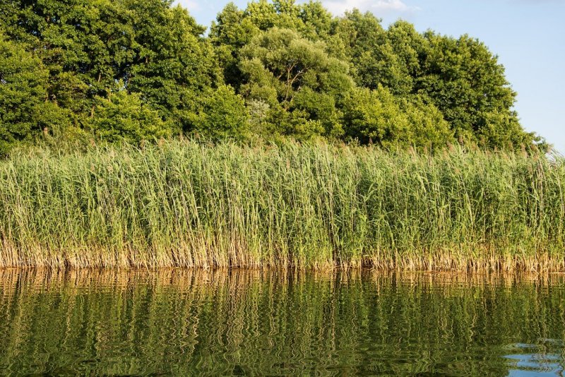 Тростник Южный phragmites Australis