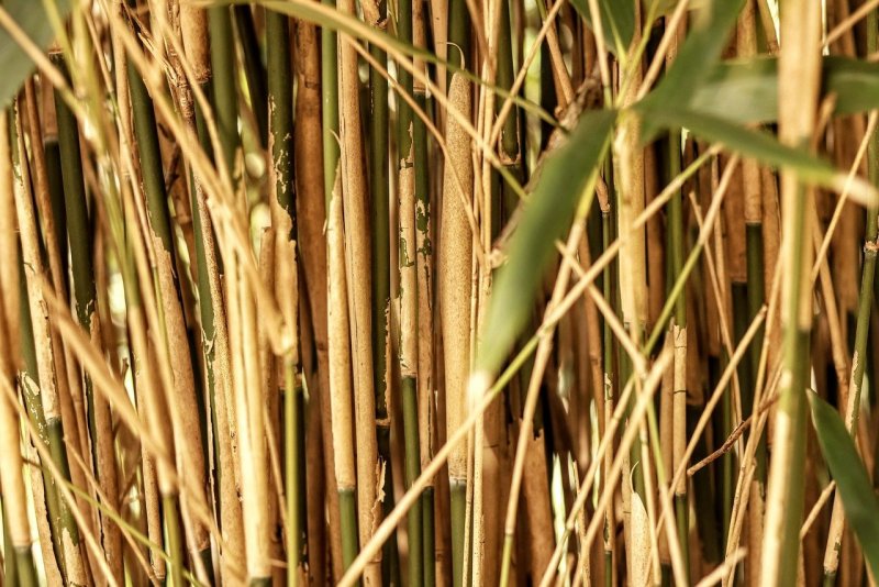 Тростник phragmites Australis