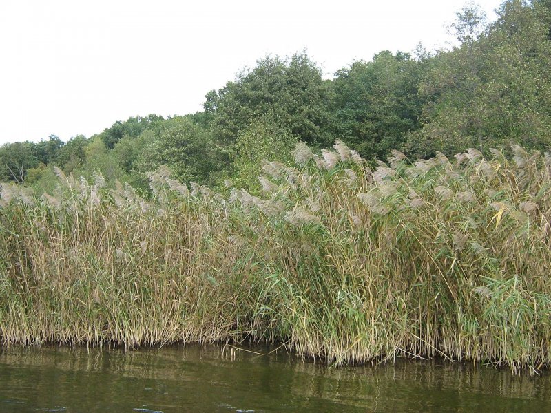 Камыша Arundo Donax