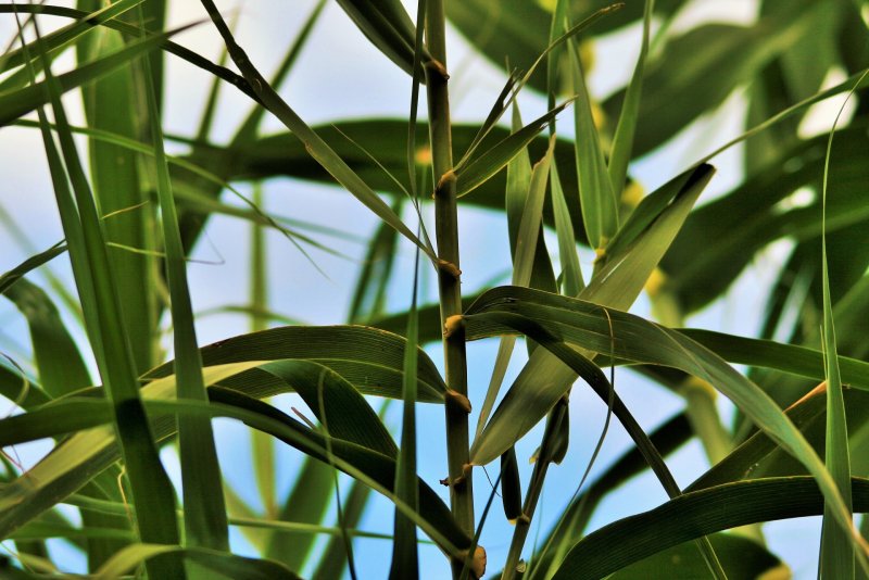 Тростник Южный phragmites Australis