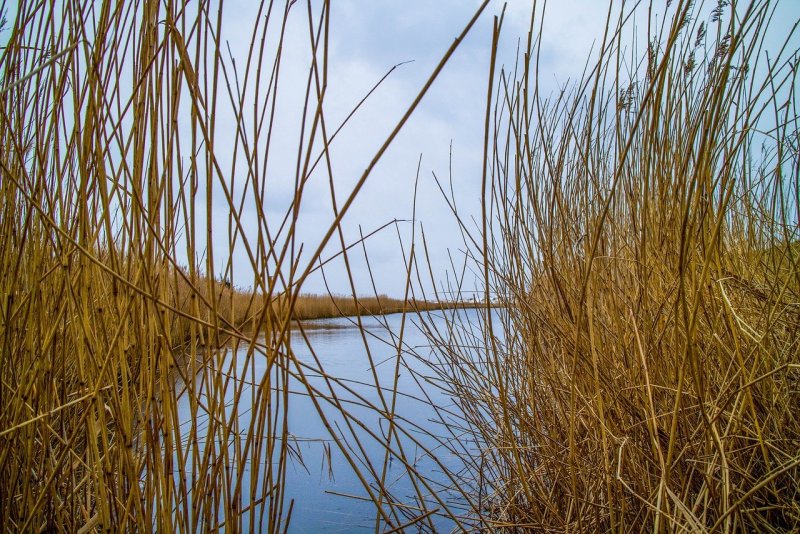 Phragmites Australis (Cav.) Trin. Ex Steud. Тростник Южный