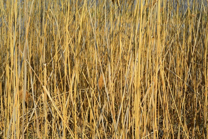 Тростник Южный phragmites Australis