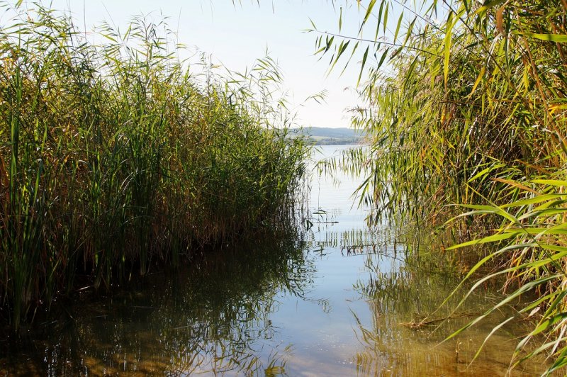 Тростник Южный phragmites Australis