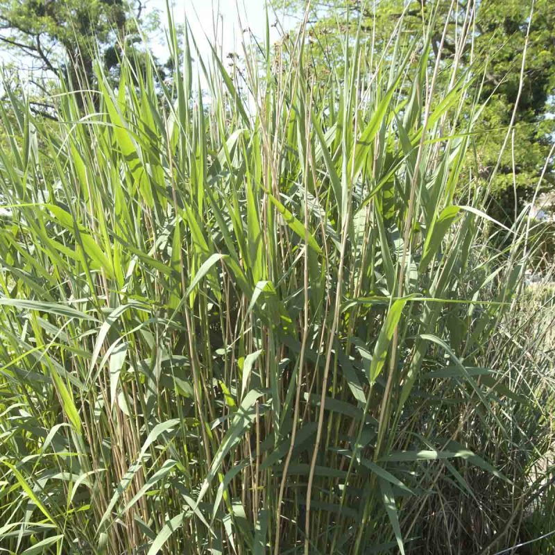Тростник обыкновенный (phragmites communis