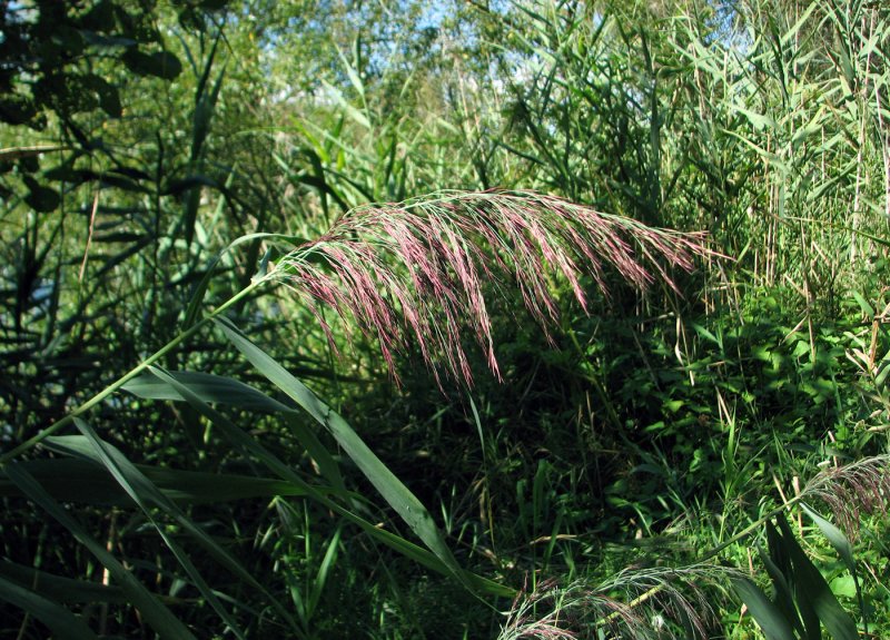 Тростник Южный phragmites Australis