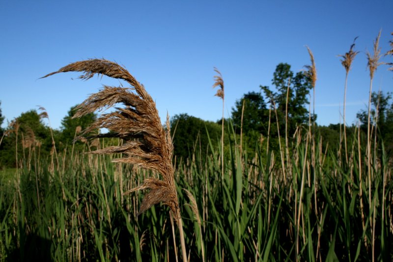 Тростник обыкновенный phragmites Australis
