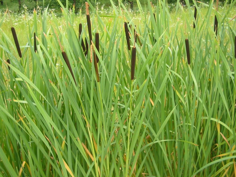 Бамбук тростниковый bambusa arundinacea