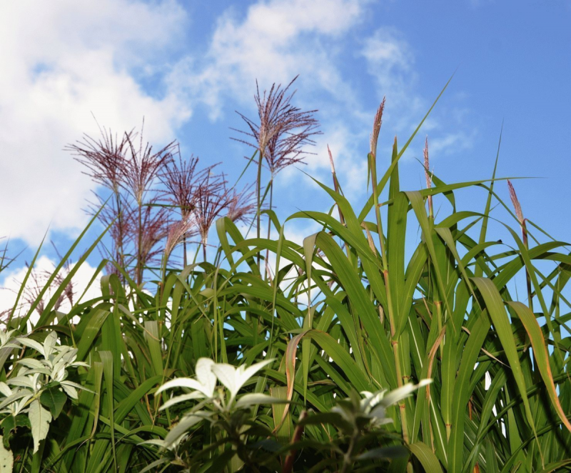 Тростник Южный phragmites Australis