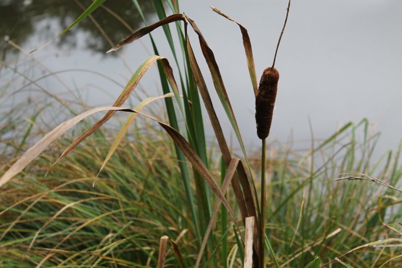 Тростник обыкновенный (phragmites communis