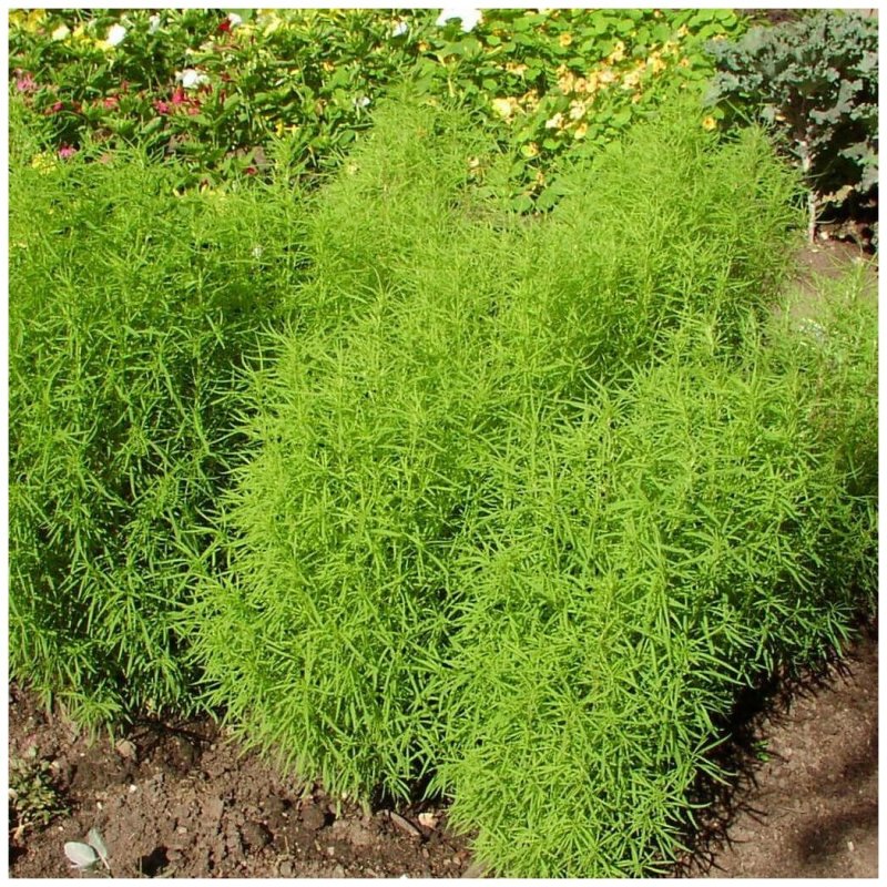 Кохия веничная (Kochia Scoparia)