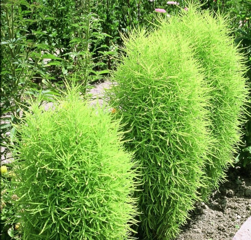 Семена кохия летний Кипарис