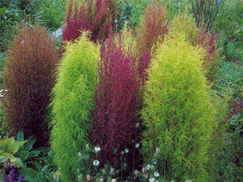 Кохия т Амарант