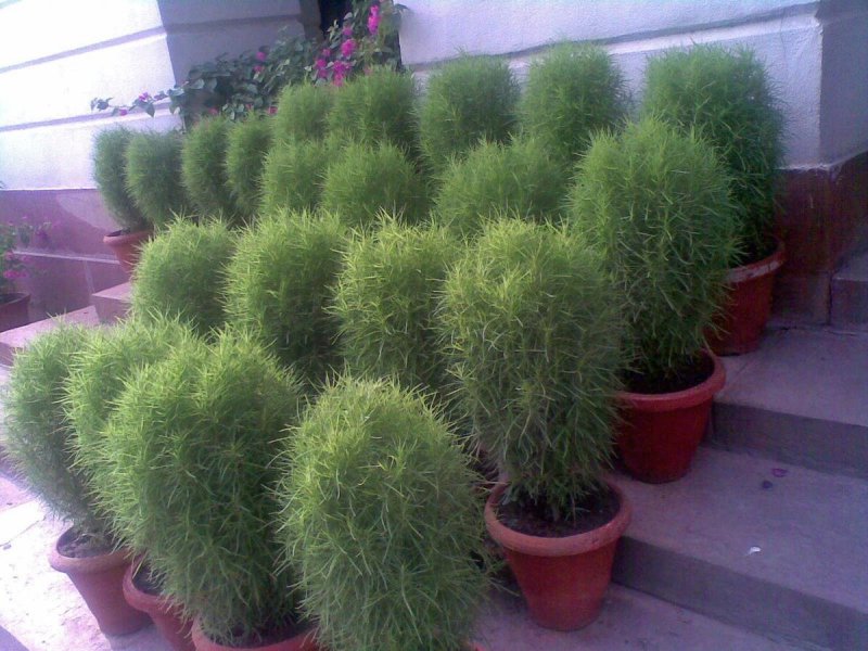 Кохия с амарантом