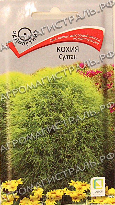 Кохия Султан