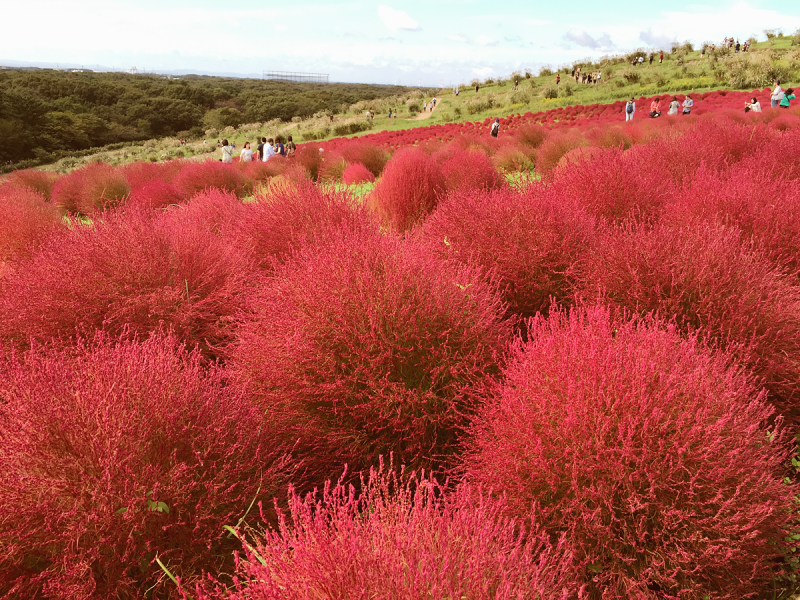 Кохия веничная (Kochia Scoparia)
