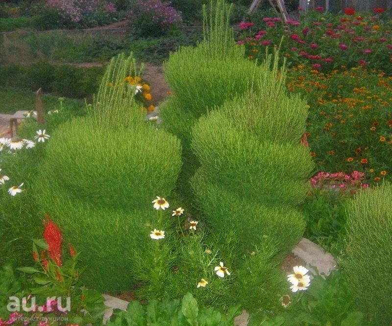 Бассия венечная