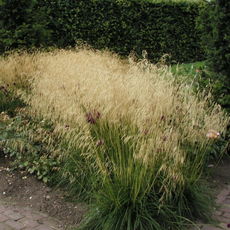 Щучка дернистая 'Goldschleier'