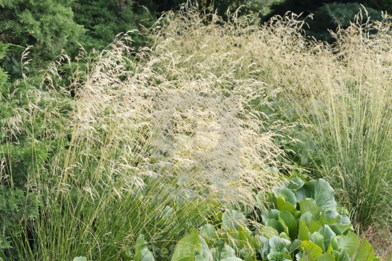 Луговик дернистый (Deschampsia cespitosa `Tautrager`)