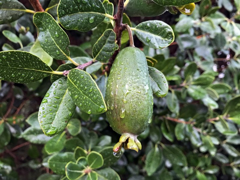 Фейхоа Feijoa sellowiana