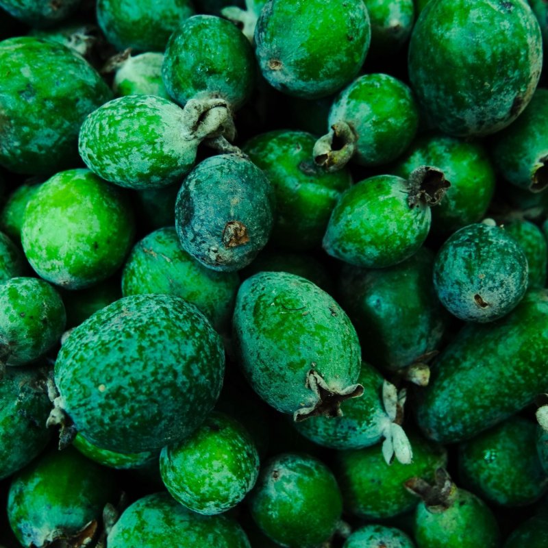Фейхоа Селлова (Feijoa sellowiana)