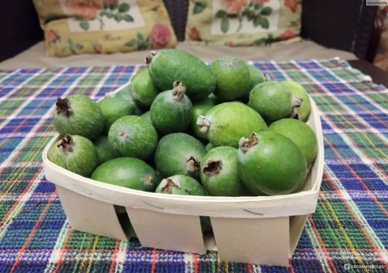 Фейхоа Feijoa sellowiana