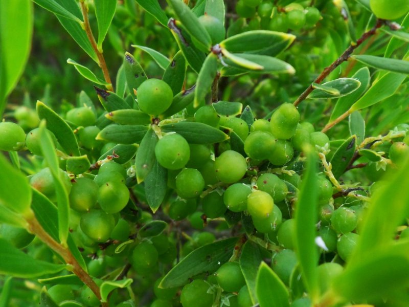 Feijoa sellowiana