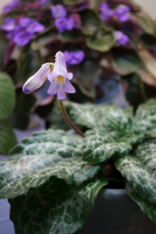 Хирита sinensis Hisako